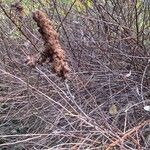 Spiraea salicifoliaFruit