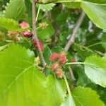 Morus nigra Fruit