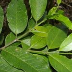 Lacmellea panamensis Leaf
