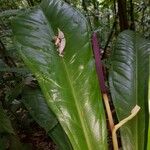 Anthurium hacumense Blomma