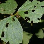 Calopogonium mucunoides Leaf