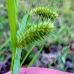 Carex lurida Frucht