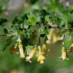 Ribes quercetorum Blüte