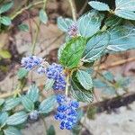 Ceanothus arboreus花