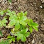 Sanicula canadensis Feuille