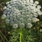 Ammi visnaga Blüte