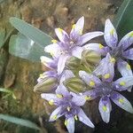 Scilla villosa Flower