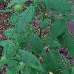 Dipsacus pilosus Natur