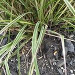 Calamagrostis breviligulata Leaf