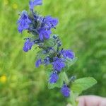 Ajuga genevensis花