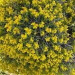 Euphorbia spinosa Floare