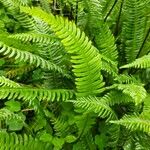 Blechnum spicant Hostoa