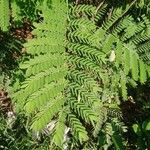 Caesalpinia pulcherrima Leaf