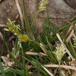 Sesleria caerulea Vili