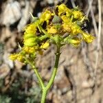 Ruta angustifolia Floare