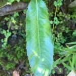 Eucryphia cordifolia Foglia