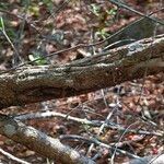 Woodfordia fruticosa Bark