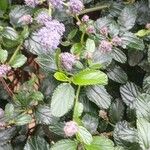 Ceanothus thyrsiflorus Leaf
