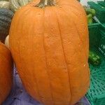 Cucurbita maxima Φρούτο