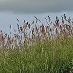 Tetrapogon roxburghiana Costuma