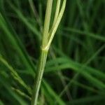 Epikeros pyrenaeus 樹皮