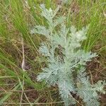 Artemisia maritima Leaf