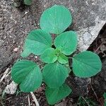 Acalypha indica ഇല