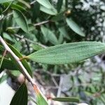 Melaleuca quinquenervia Leaf