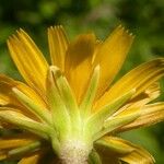 Krigia dandelion Bloem