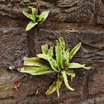 Asplenium scolopendriumFoglia