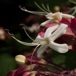 Clerodendrum trichotomum Blomst