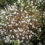 Saxifraga hypnoides List