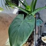 Alocasia cucullata Blad