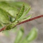 Potentilla caulescens Kůra