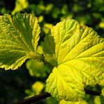 Ribes nigrum Leaf