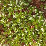 Coprosma repens Leaf