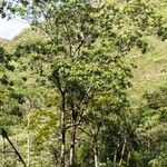 Flindersia fournieri Habit