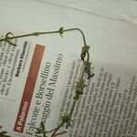 Stachys officinalis Alkat (teljes növény)