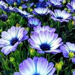 Osteospermum ecklonisКветка