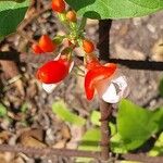 Phaseolus coccineus Flor