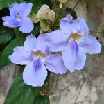 Thunbergia grandiflora फूल