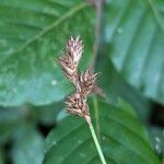 Carex leporina Frukt