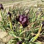 Iris petrana Flor