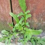 Rorippa sylvestris Leaf