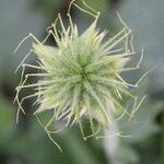 Geum pyrenaicum ഫലം