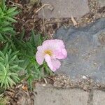 Oenothera speciosaKvet