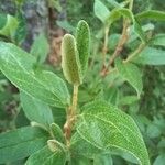 Shepherdia canadensis Deilen