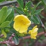 Jasminum fruticans Цветок