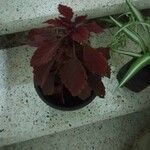 Coleus scutellarioides Elinympäristö