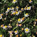 Felicia filifolia Flor